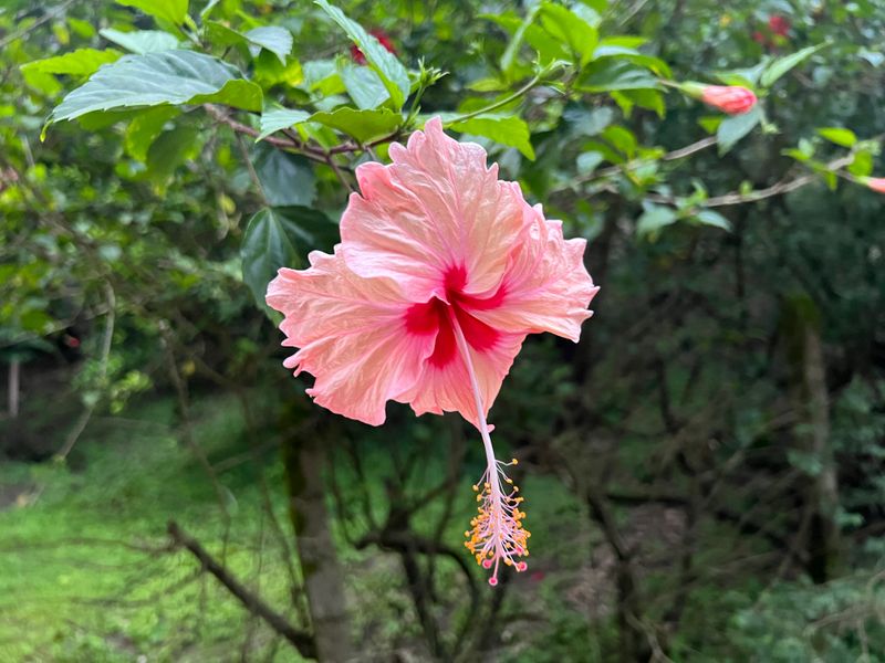 Pink Hibiscus Flower