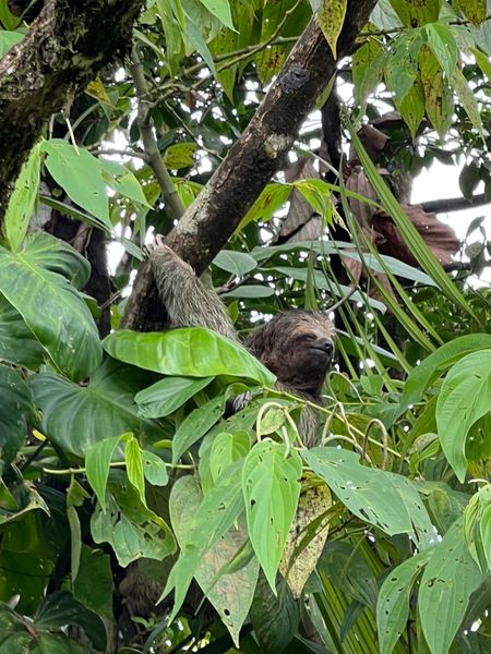 Sloth in Costa Rica